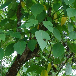 云南中草药 中医养身 山珍美食 楮实子思茅中草药选 野生构树