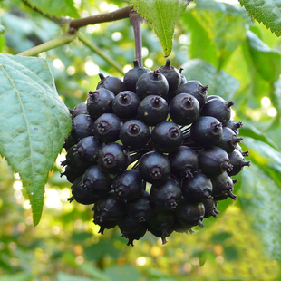 土特产 野生长白山刺五加果 刺五加籽 刺五加茶 土特产 调节睡眠 250g