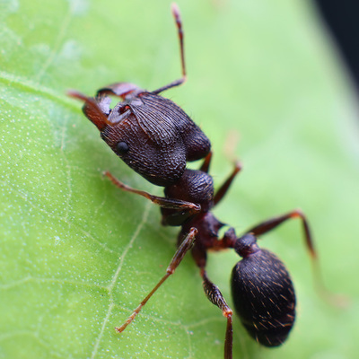 伊大头蚁pheidole yeensis 宠物蚂蚁活体