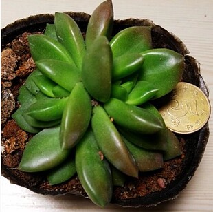 多肉多福 大棵青丽 多肉植物 景天科植物 比你想象的还要大