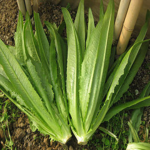 四季播蔬菜種子油麥菜苗可留種秋季菜園陽臺植物盆栽易種菜青菜籽