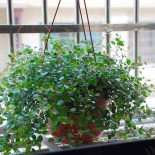 气体 室内盆栽植物 专吸室内空气中的有毒有害气体饱和盆栽 柠檬薄荷