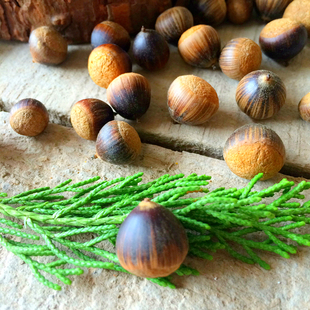 冰河世纪 天然橡果 橡果帽戳戳乐配件拍照道具创意摆件 橡子壳冰河