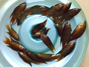 斗鱼 中国野生斗鱼 黄金皮天堂鱼送水草 原生态活体叉尾菩萨鱼