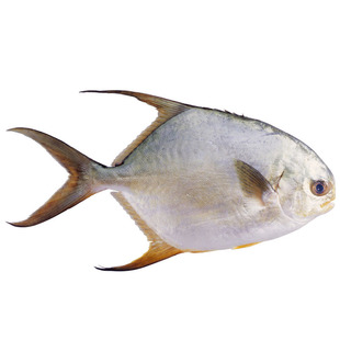 鲳鱼 白鲳鱼500g2条 清蒸红烧油炸菜市场生鲜超市 新鲜海鲜 沃鲜汇