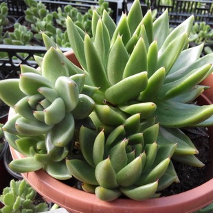 多肉荷兰进口米兰达群生老桩,直径18cm左右,小芽3个 ,带根养好