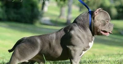 赛级血统美国标体恶霸犬幼犬出售纯种口袋体恶霸活体宠物狗健康8