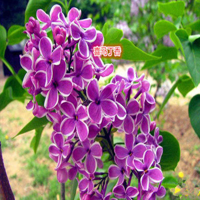 喜馬丁香花苗 庭院/盆栽植物 丁香花樹苗 320天循環開花 香飄十里