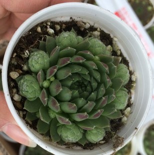 超萌多肉植物 迷你卷娟 办公室迷你盆栽 绿植 大棚低价直销