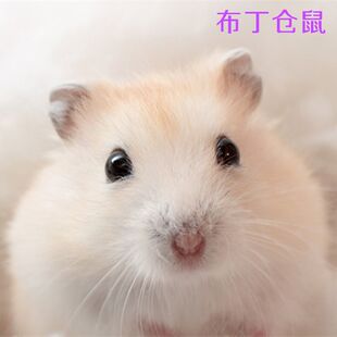 仓鼠一只就包邮布丁银狐三线紫仓自家繁殖包活包邮送运输盒鼠粮