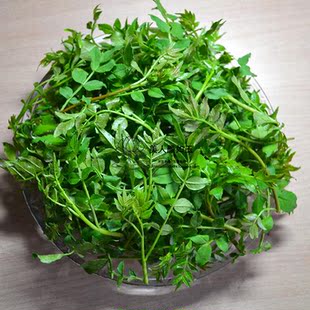 新鲜蔬菜 野菜 花椒芽 花椒叶 500克 花椒嫩尖现货农家自种新鲜