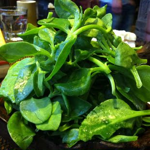 香草 北京穿心莲 新鲜蔬菜金香草 500g 香草苦胆草农家菜