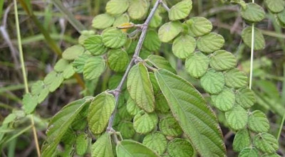 廣西野生新鮮中藥材 毛排錢草 金錢豹 錢串草排錢樹疊錢草缺貨