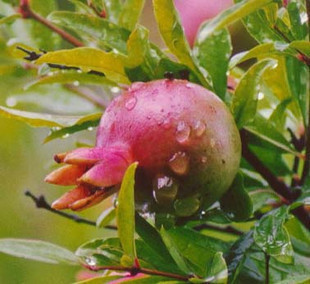 特价盆栽石榴树苗 珍稀品种 美国蓝宝石 石榴苗 果大味甜