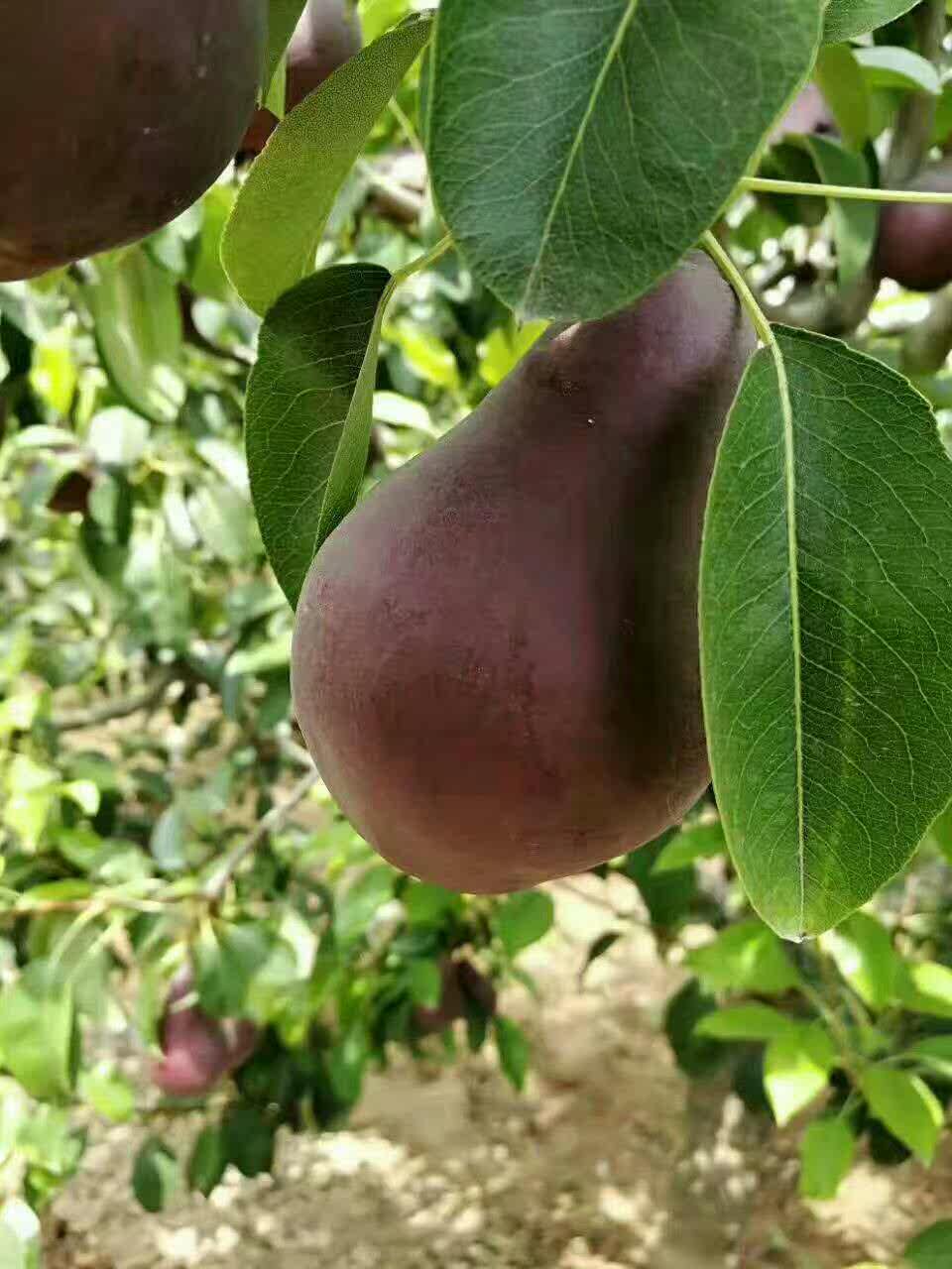 红皮脆梨,红皮脆梨图片,红皮_大山谷图库
