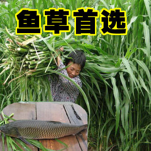 种子 苏丹草种子 渔草 鱼草籽 喂鱼的草 牧草种子批发 高丹草种子