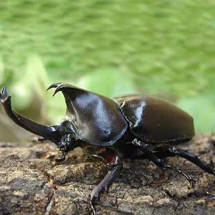 新手2016 一公一母 独角仙幼虫 锹甲 甲虫 l3幼虫 新手套餐 30天包活