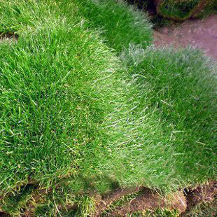 高档进口成品草坪 四季青果岭草 矮生百慕大草坪别墅庭院专用草皮