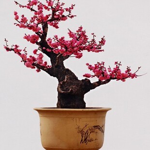 乌梅红梅朱砂梅腊梅素馨梅素心梅花盆景树桩下山桩实物包邮