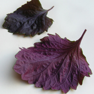 香草 日本进口紫苏种子 适合家庭阳台种植 苏子叶 食用香草 紫苏 25粒