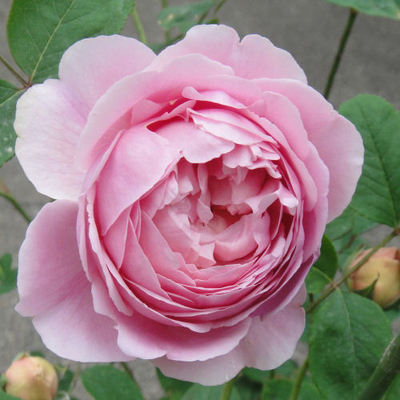 新品 灌木 momoka桃香月季花苗 浓香 包子非常漂亮的