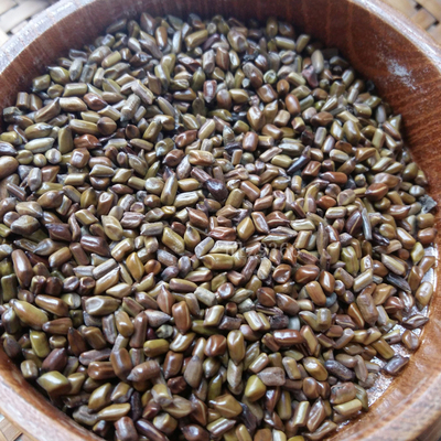 野生决明子 农家自晒决明子泡茶 降火茶 250克 可炒制熟决明子