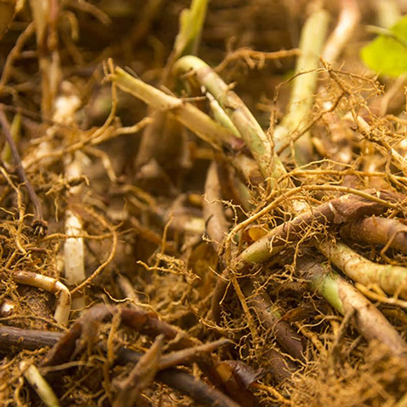 农家新鲜现挖春砂仁根500g砂仁梗煲汤料备孕安胎养胃1斤包邮