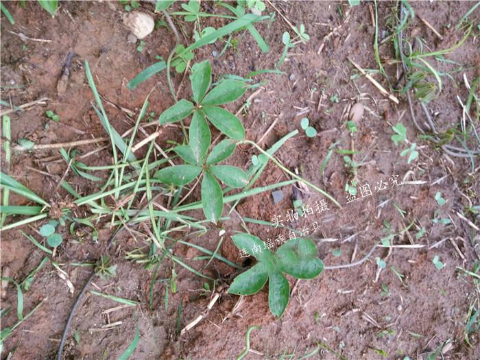 连南瑶族野生中草药材 五爪金龙 新鲜现采纯天然山货散装特价