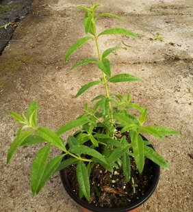 柠檬马鞭草lemon verbena 香草苗