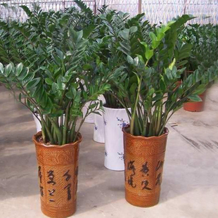 净化空气 摇钱树室内盆金钱树 花卉除甲醛绿植 招财进宝 净化空气