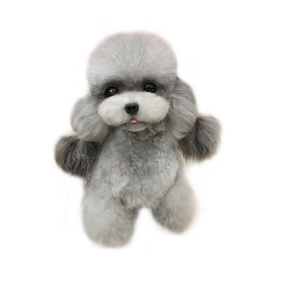 进口成年银灰色微茶杯泰迪犬目前身高16厘米无可挑剔活体宠物狗狗