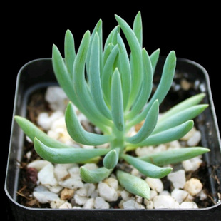 蓝月亮 多肉植物 多肉 绿植盆栽 菊科 超美蓝色系 根系发达 易养