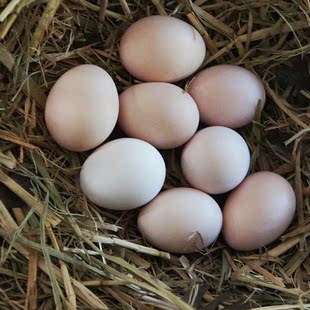 雞蛋 百鳳蘆花雞雞蛋散養土雞蛋30枚/箱 限杭州上海