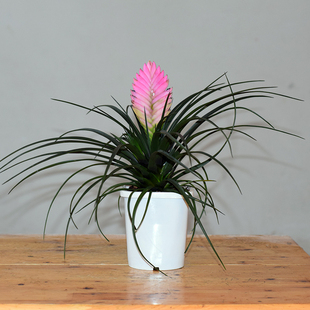 盆景 铁兰花卉 室内盆景植物 办公/客厅桌面盆栽 铁兰 紫花 细叶凤梨