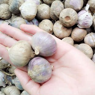 湖北随州特产农家自种蒜头蒜瓣紫衣独蒜大蒜独头健康绿色菜