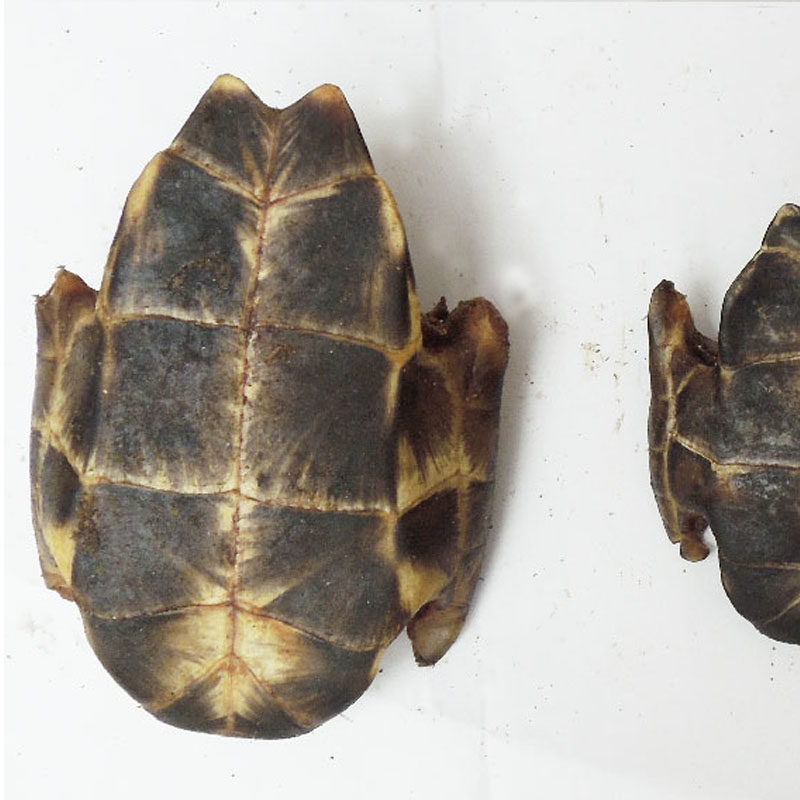 正品中药材 龟板 下甲 乌龟壳 乌龟板龟甲 无500克2斤包邮