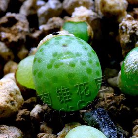 进口多肉植物盆栽绿植mesa原包肉锥荧光玉uviforme uvaeforme种子