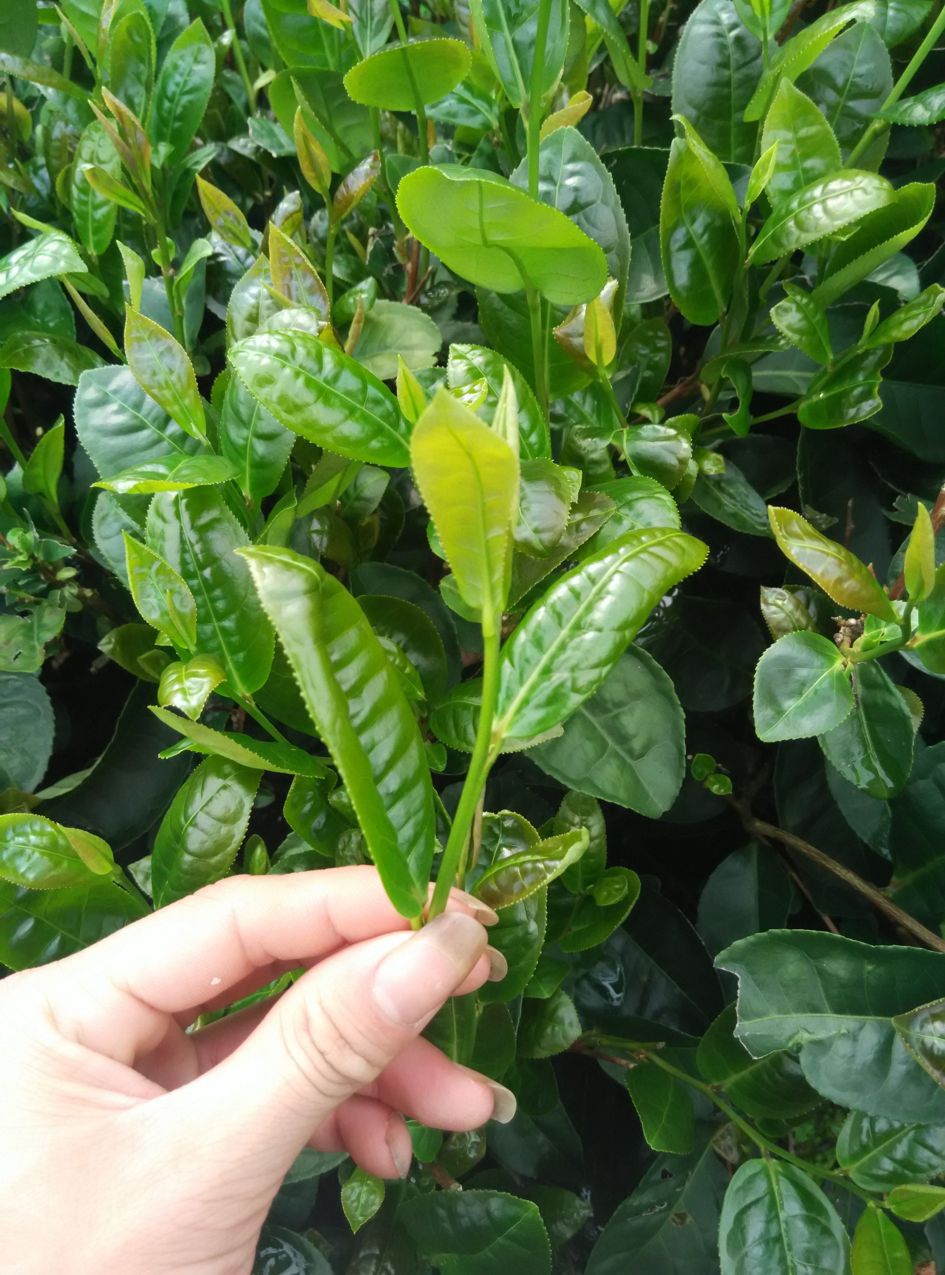 新茶 乌龙茶(永春佛手茶叶净茶批发 250g清香型养胃厂家 包邮_爱酷商