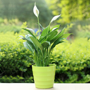 白掌一帆风顺盆栽花卉室内客厅观花植物水培花草绿色水养水生植物