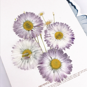 大雏菊干花押花压花材天然植物标本花事未了6朵装