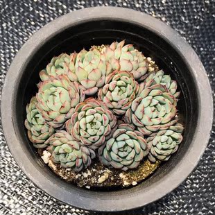 东篱园艺艾斯卡玛进口菊花苗室内外阳台盆栽花卉植物耐热耐寒爆盆