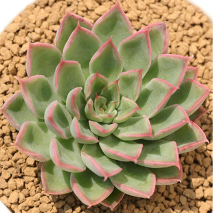 绿植 欧版韩版天剑座天见射手座多肉植物绿植满包邮 天箭座多肉植物