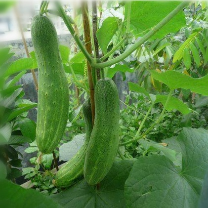 常枫黄瓜农家现摘新鲜白玉大黄瓜旱黄瓜第二份1毛共5斤包邮