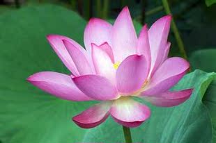 单方2013粉莲花精油 脂吸法1ml现货珍稀单方精油包邮 粉莲原精