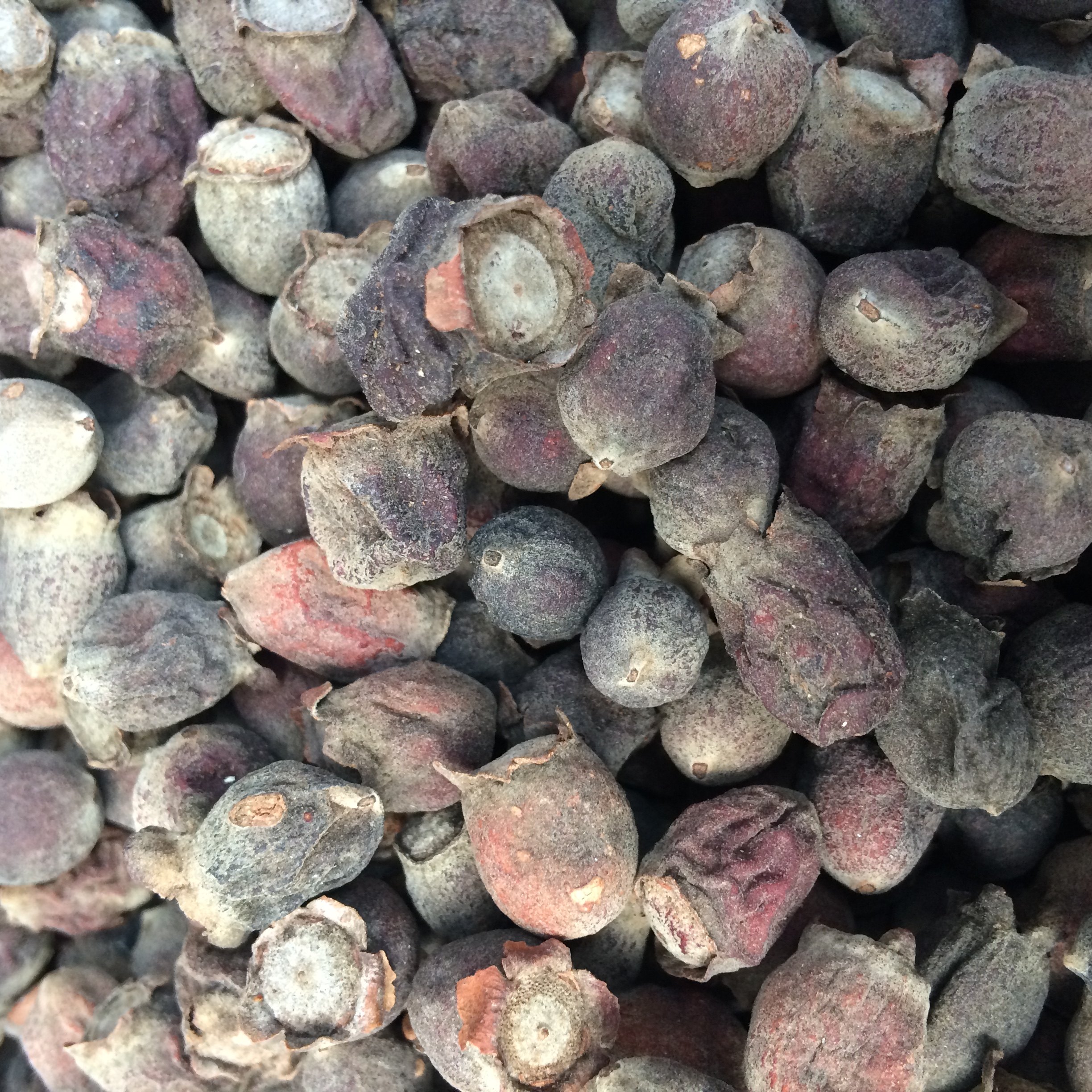 山菍子干山稔果桃金娘果豆稔果岗捻仔岗稔仔菍山捻子干货野生泡酒