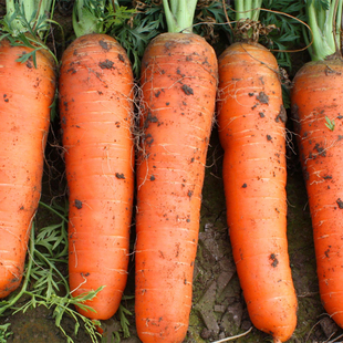农家自种新鲜蔬菜红胡萝卜非转基因宝宝小人参红萝卜5斤装包邮