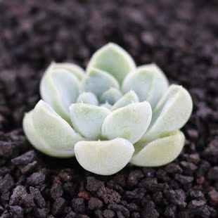 宁丰园艺阿尔卑斯月影多肉植物 肉肉小盆栽绿植花卉盆景室内盆栽