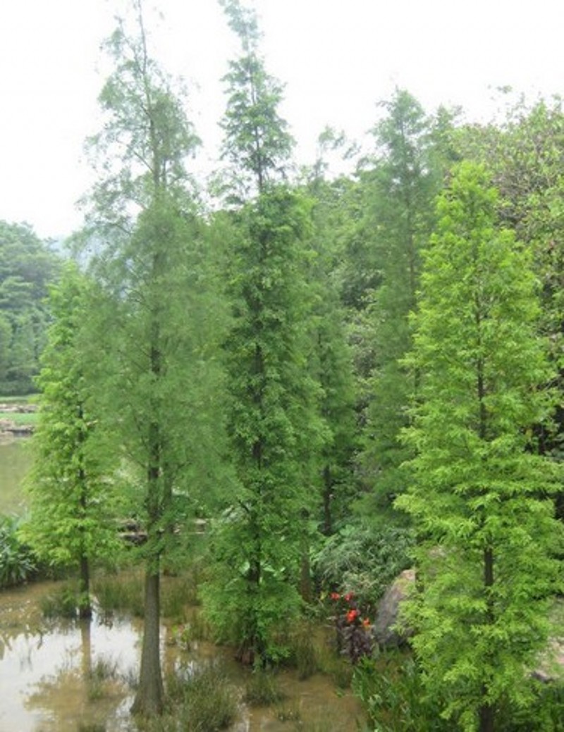 盆栽地栽花卉水杉 水杉树 水杉小苗 杉树 云杉树 水杉树苗