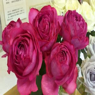 伊芙里奥强香月季扦插小苗伊芙系列阳台盆栽花卉