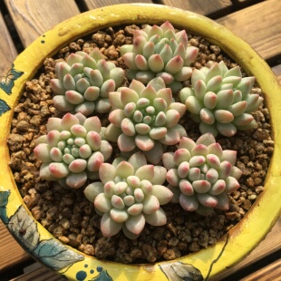 明珠 植迷爱多肉 多肉 明珠 多肉植物 韩国 新品 小萌物 随机发 有根